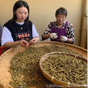 青苔對(duì)鐵皮石斛的好處有哪些（青苔助力鐵皮石斛茁壯成長(zhǎng)）